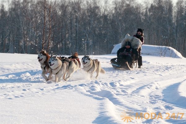 Катание на упряжках из хаски